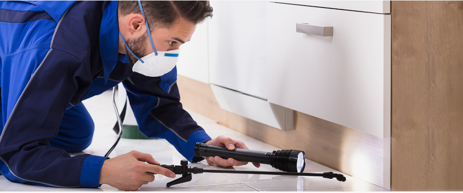 Topanga pest xpert removal